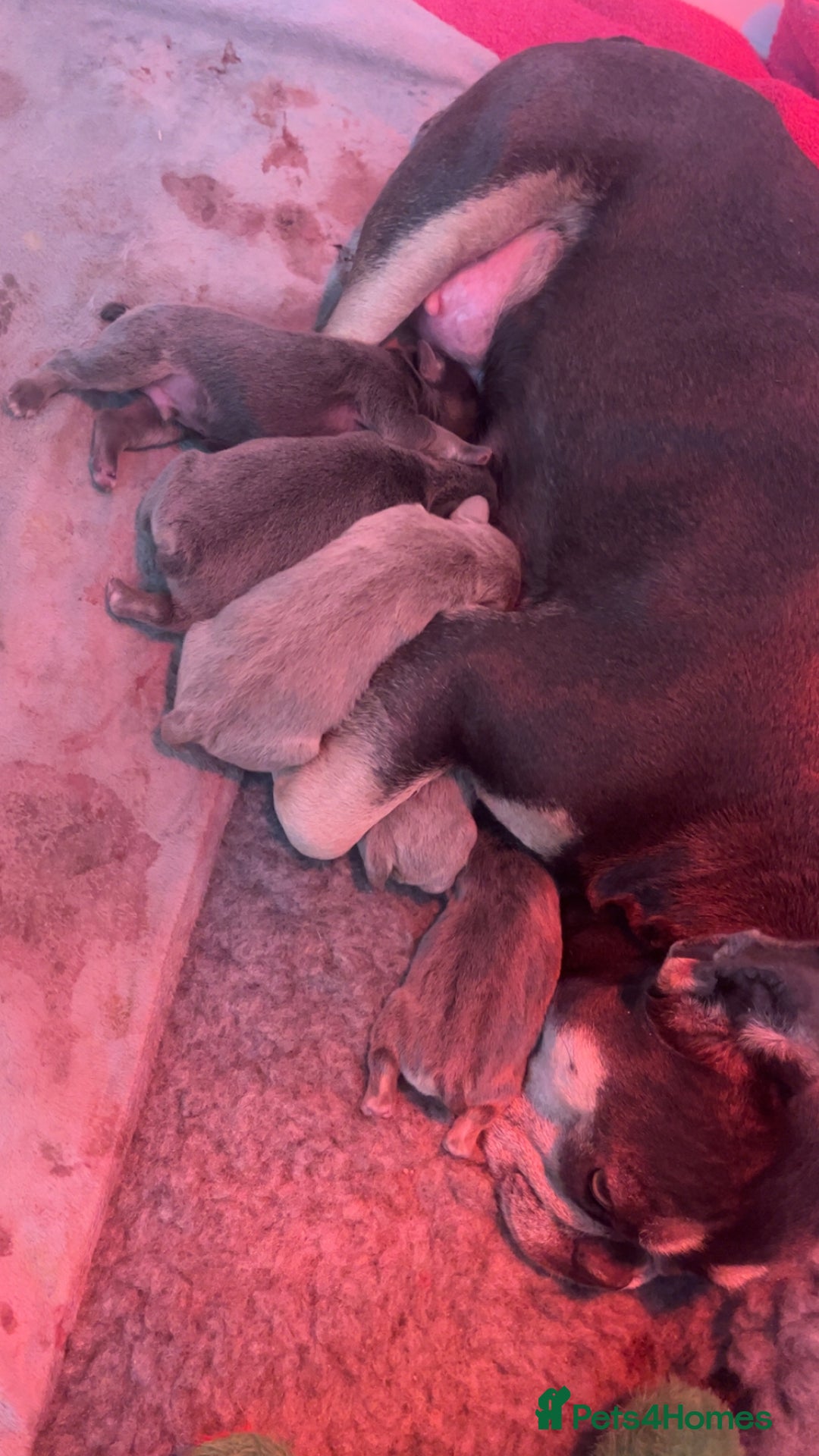 French Bulldog dogs for sale: French bulldog - Advert 6