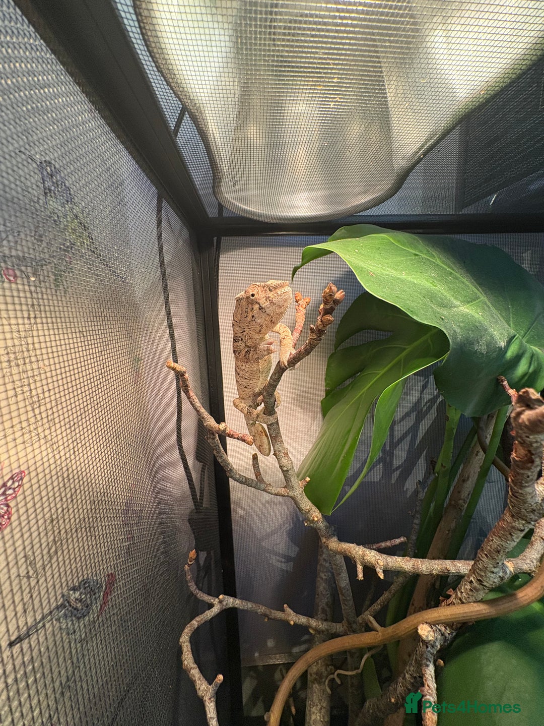 Chameleon reptiles for sale: Young female panther chameleon  - Image 3