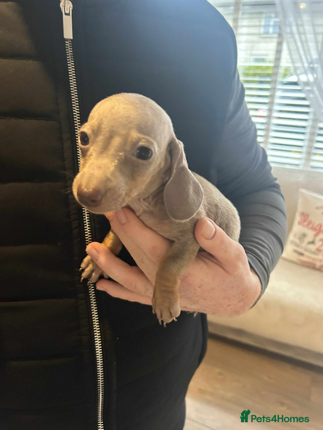 Miniature Dachshund dogs for sale: Miniature dachshund  - Advert 10