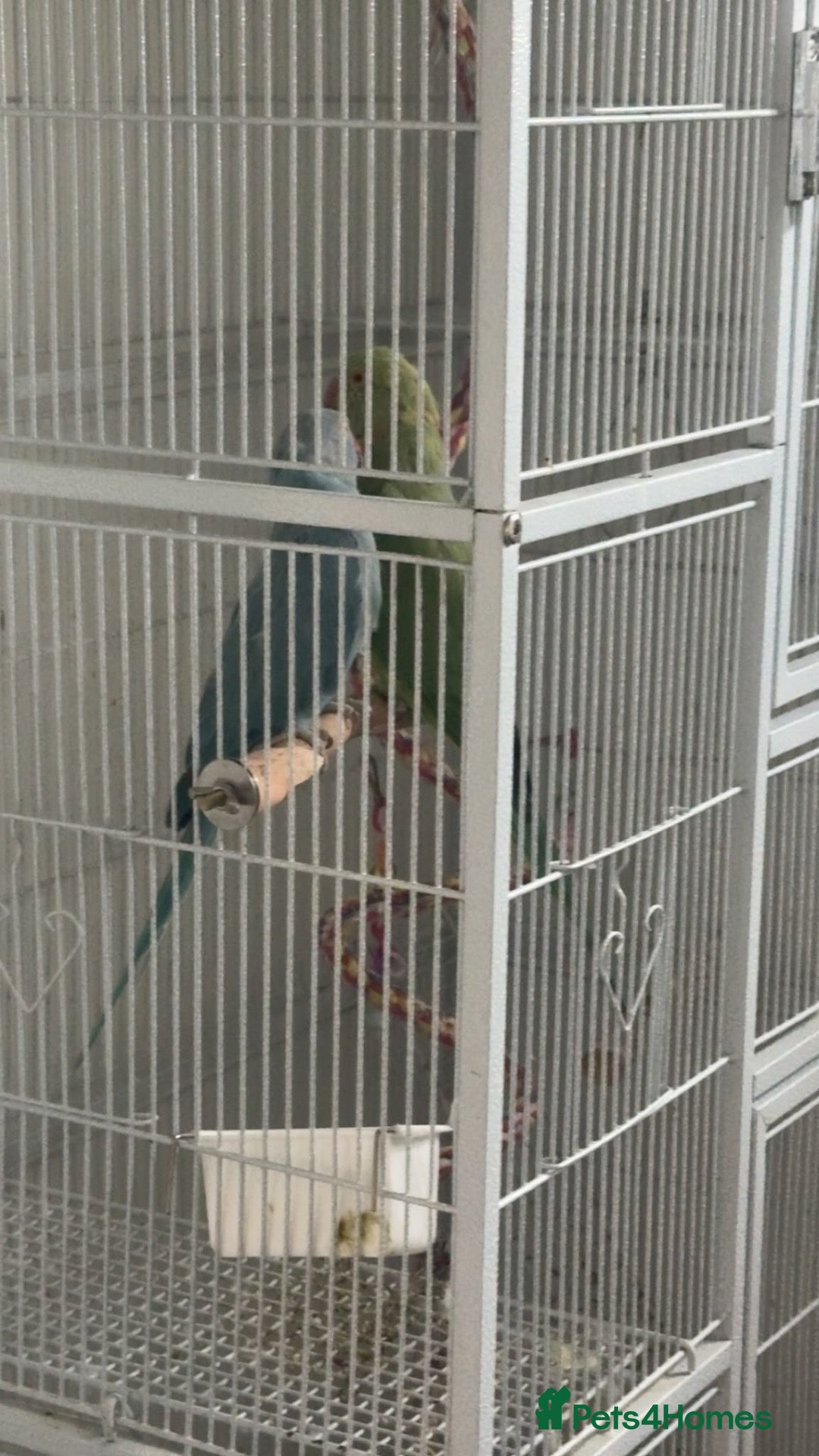 Ringnecks birds Male and female ring neck  - Advert 1