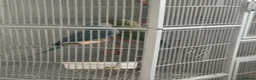 Ringnecks birds for sale: Male and female ring neck  in Blackburn - Advert 1