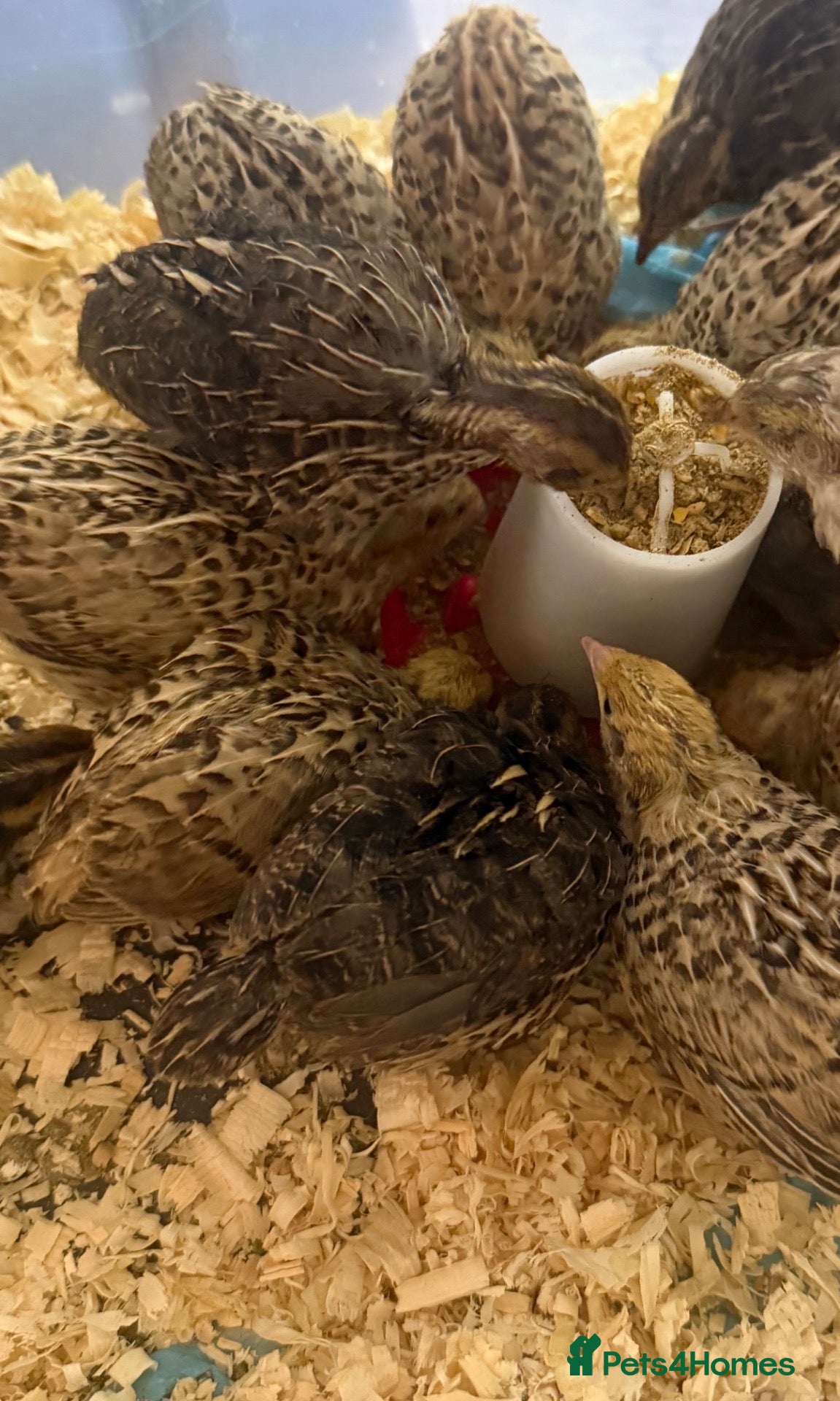 Quail poultry Coturnix quail   - Advert 11