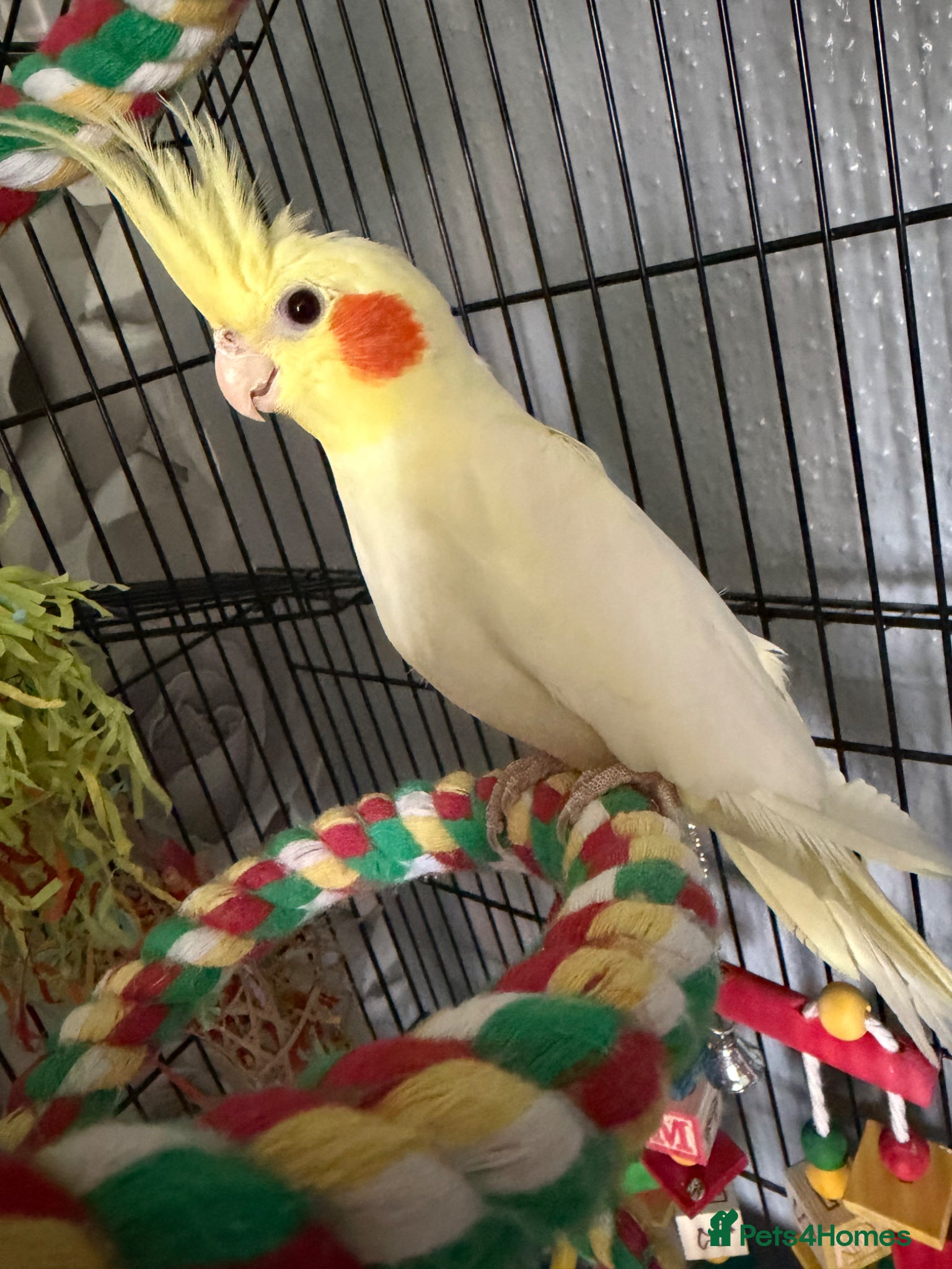Cockatiels birds Willow- 18-24 months cockatiel  - Advert 1