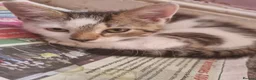 Mixed Breed cats for sale: 3 Kittens Ready to leave in Smethwick - Advert 14