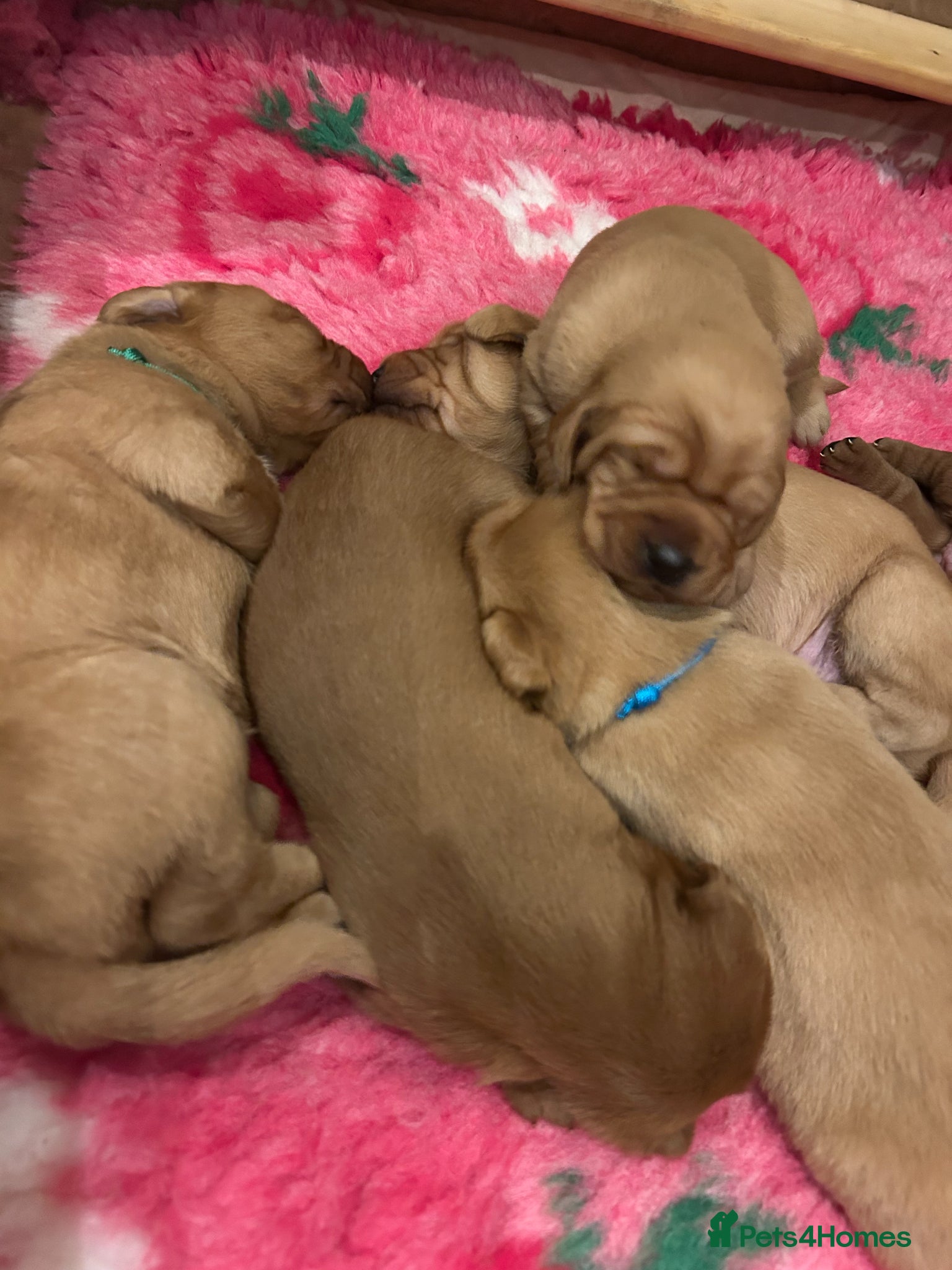 Labrador Retriever dogs Beautiful KC Fox Red Labrador puppies for sale  - Advert 1