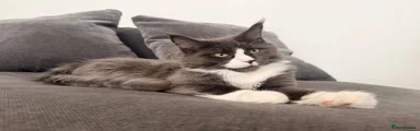 Pablo