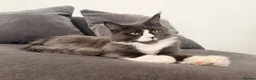 Maine Coon cats for sale: 3 stunning TICA Boys - Advert 16