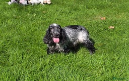 Cocker Spaniel dogs for sale: Show Type Cocker Spaniel Puppies  - Image 3
