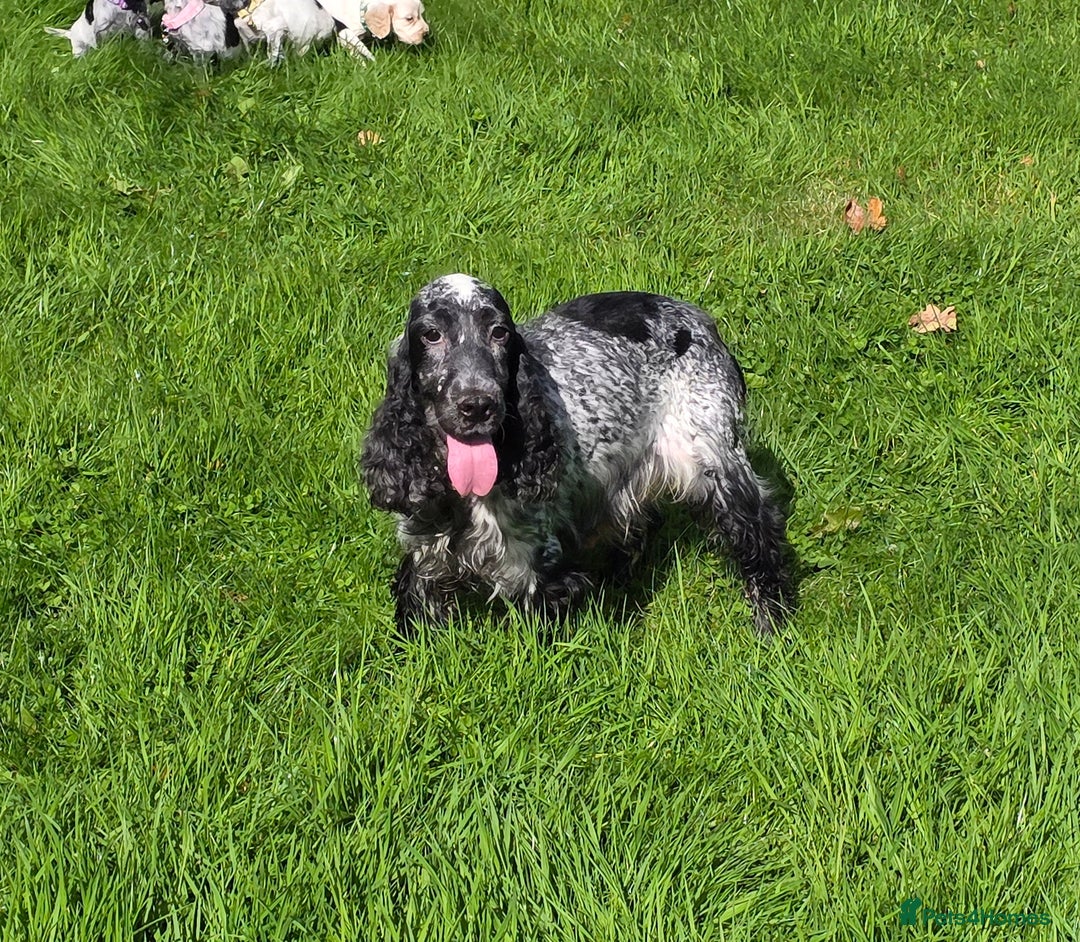 Cocker Spaniel dogs for sale: Show Type Cocker Spaniel Puppies  - Image 3