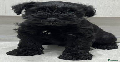Miniature Schnauzer dogs - Advert 8