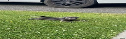Staffordshire Bull Terrier dogs for sale: Staffordshire pups ready now  - Advert 1
