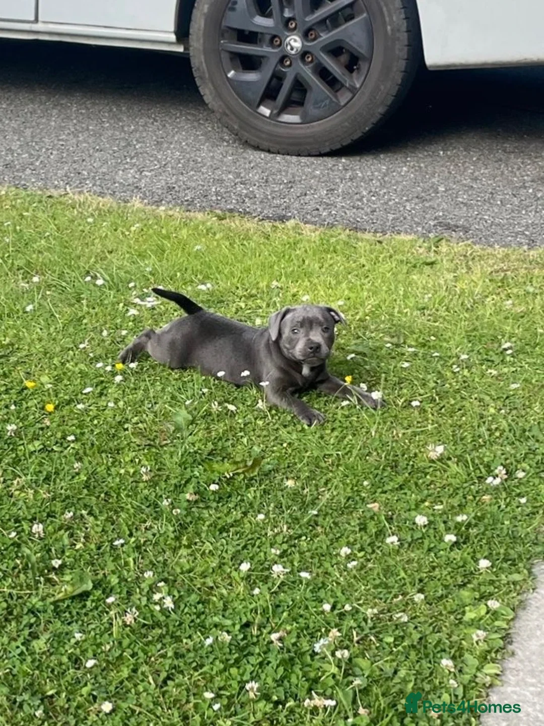 Staffordshire Bull Terrier dogs for sale: Staffordshire pups ready now  - Advert 1