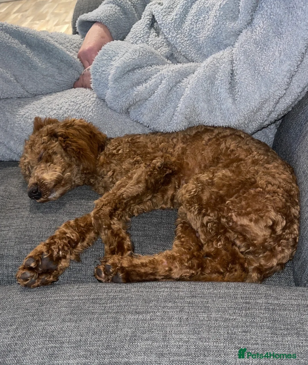 Cockapoo dogs for sale: Cockapoo Puppy For Sale - Advert 2