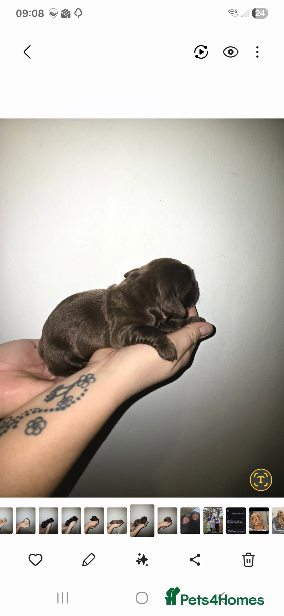 Cocker Spaniel dogs for sale: Cocker spainel puppies - Advert 4