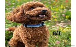 Cockapoo dogs for sale: Fox red Cockapoo pups  - Image 10