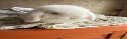 Mini Lop rabbits for sale: Top quality proven buck - Advert 7