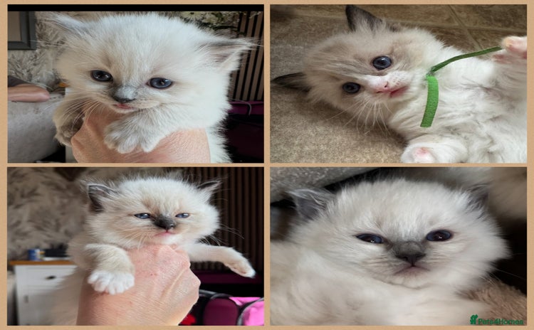 Ragdoll cats - Advert 4