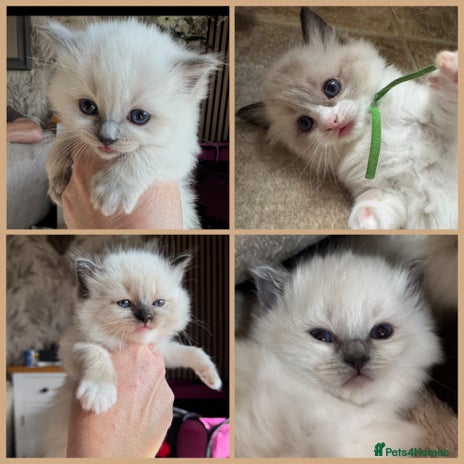 Ragdoll cats - Advert 4