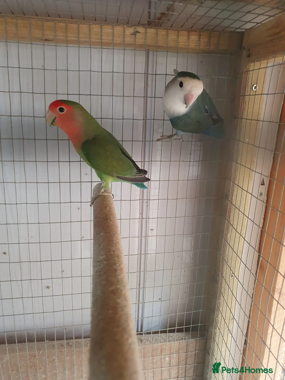 Lovebirds birds for sale: Lovebirds for sale  in Batley - Advert 1