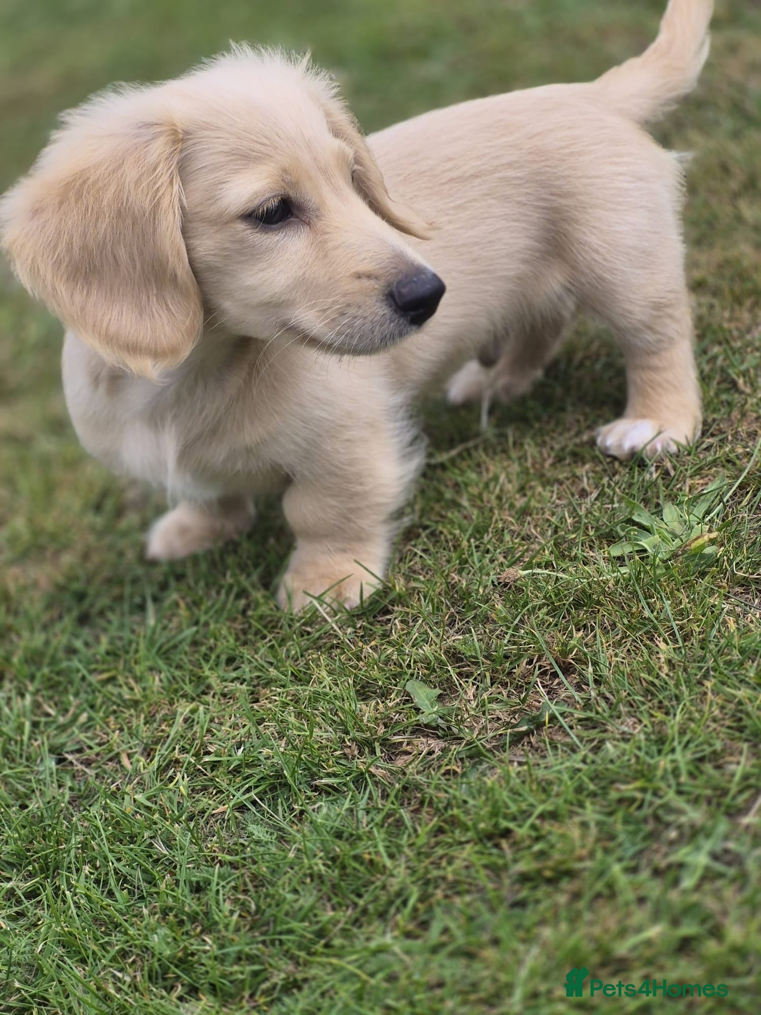 Miniature Dachshund dogs READY! 2 boys left! 💙 Cream Long Haired Pups KC - Advert 1