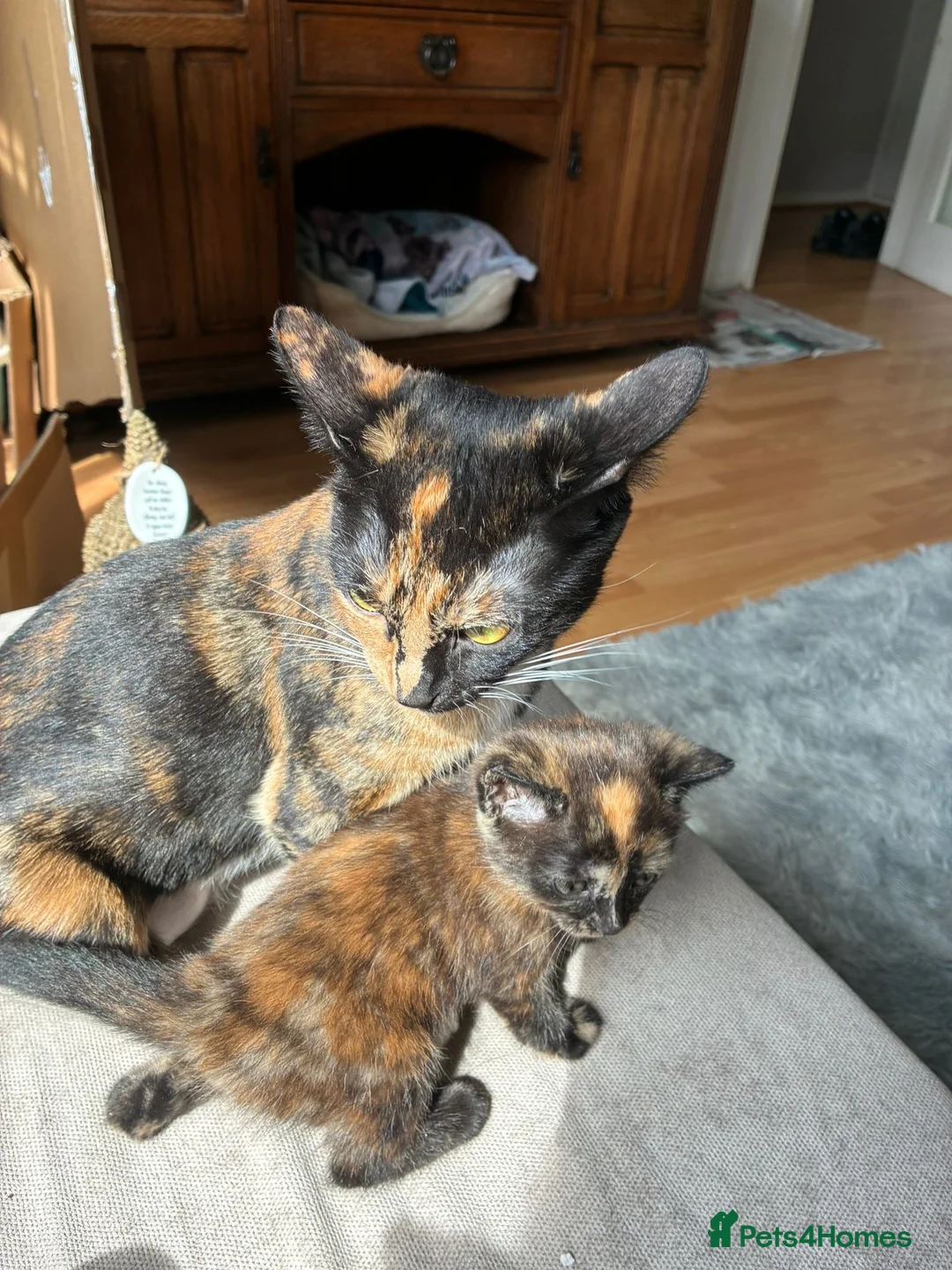 Mixed Breed cats for sale: Beautiful British x Domestic Tortie kittens - Advert 13
