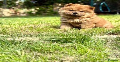 Chow Chow dogs - Advert 15