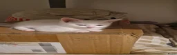 Maine Coon cats for sale: Kittens ready for forever home - Advert 9