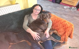 Dobermann dogs for sale: *HEALTH TESTED,HOME REARED,STUNNING DOBERMAN PUPS - Image 32