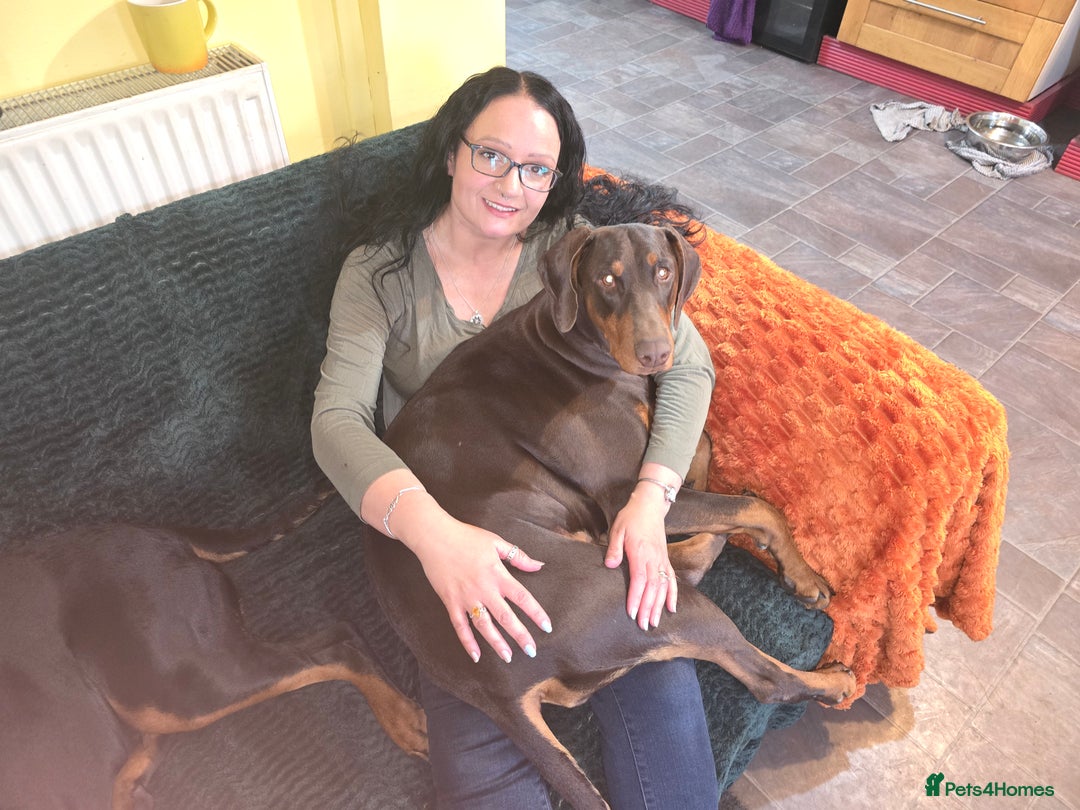 Dobermann dogs for sale: *HEALTH TESTED,HOME REARED,STUNNING DOBERMAN PUPS - Image 32