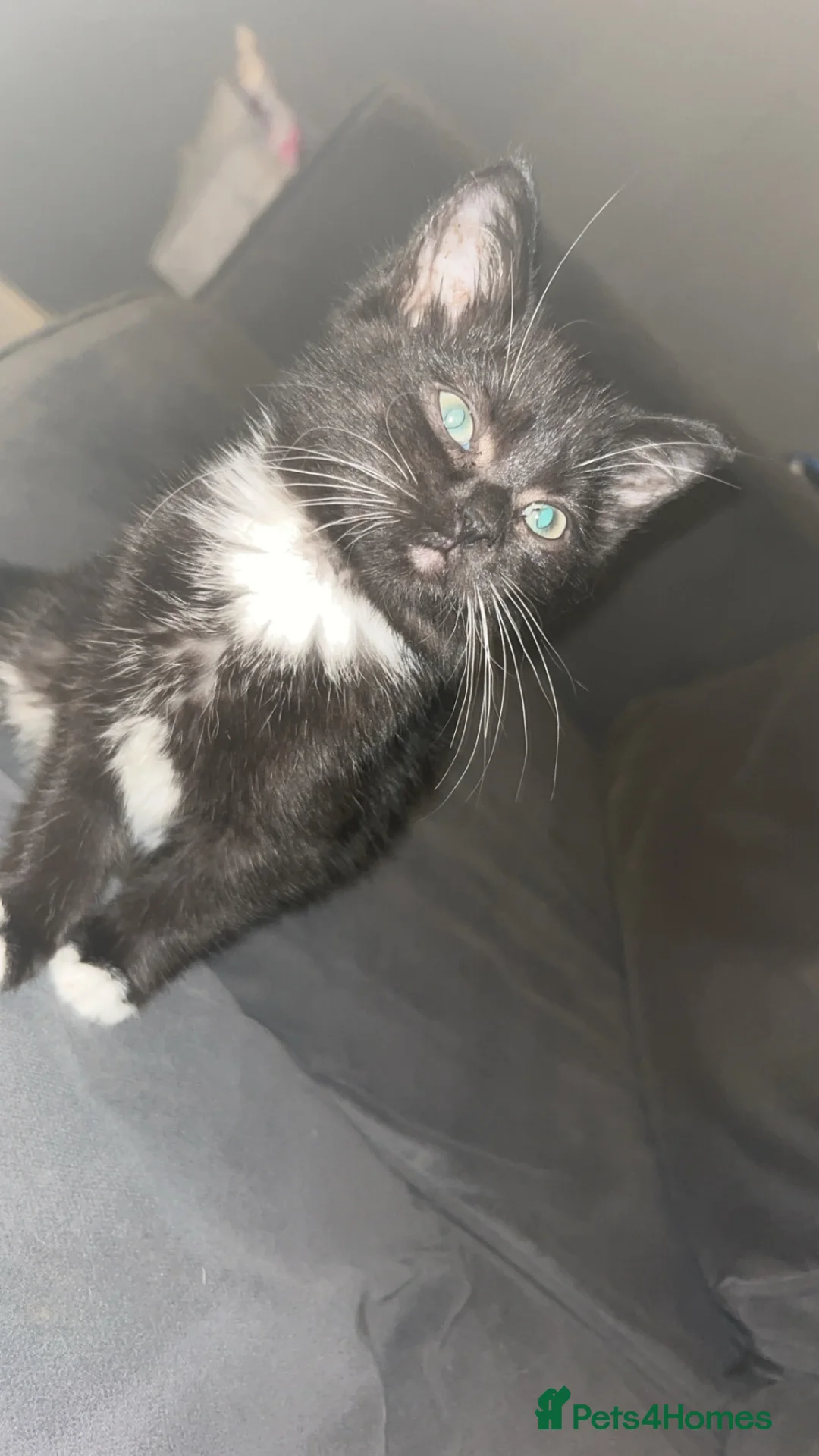 Mixed Breed cats for sale: Male kitten ready for his forever home - Advert 15