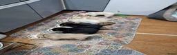 Labrador Retriever dogs for sale: Dave Nunn in Sleaford - Advert 2