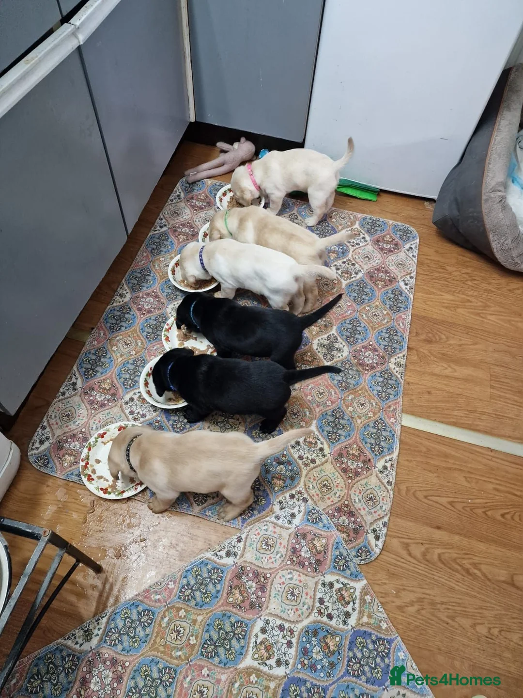 Labrador Retriever dogs for sale: Dave Nunn in Sleaford - Advert 2