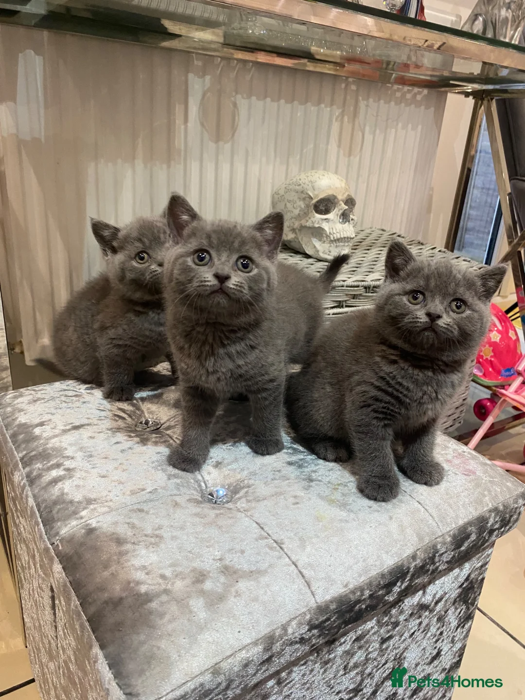 British Shorthair cats for sale: Beautiful British Blues  - Advert 1