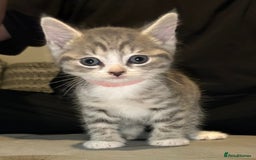 Domestic Shorthair cats for sale: Grey & White Tabby (DSH)  - Image 2