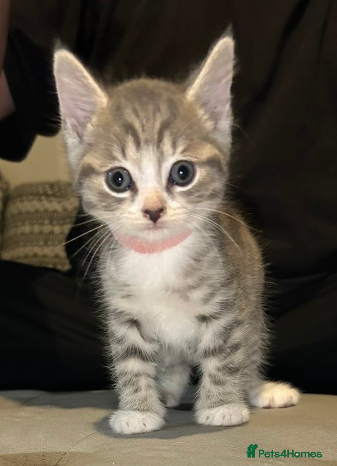 Domestic Shorthair cats for sale: Grey & White Tabby (DSH)  - Image 2