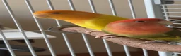 Lovebirds birds for sale: 2 Lovebirds (pair) Must go together, Read desc - Advert 2