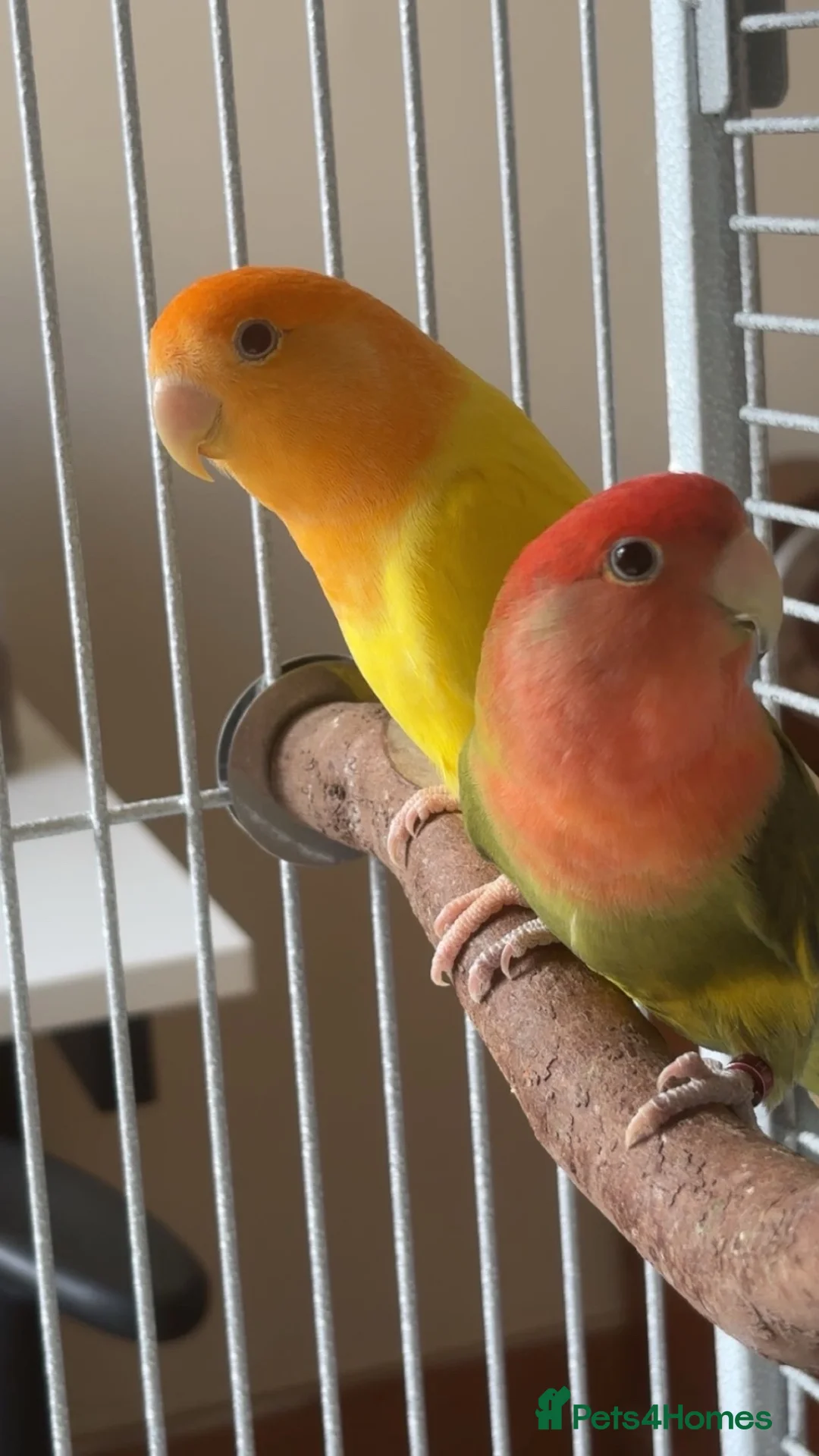 Lovebirds birds for sale: 2 Lovebirds (pair) Must go together, Read desc - Advert 2
