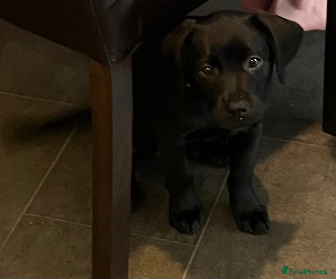 Labrador Retriever dogs for sale: Beautiful lab female  - Advert 9