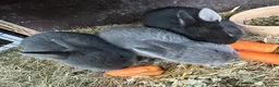 Netherland Dwarf rabbits for sale: Baby Netherland Dwarfs Rabbits  - Advert 8