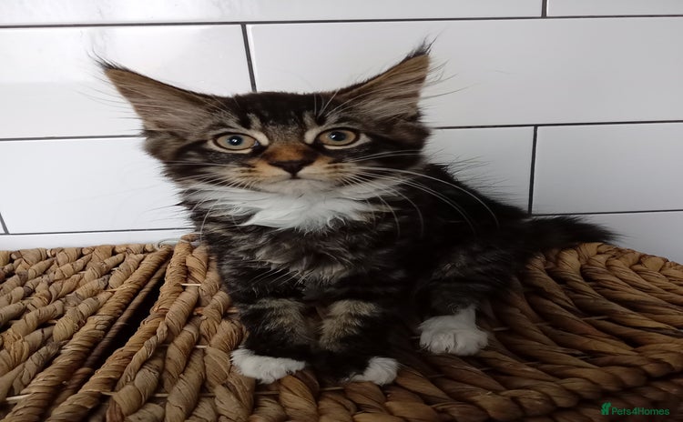 Mixed Breed cats - Advert 9