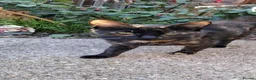 Mixed Breed cats for sale: Midnight kittens looking for new home - Advert 1