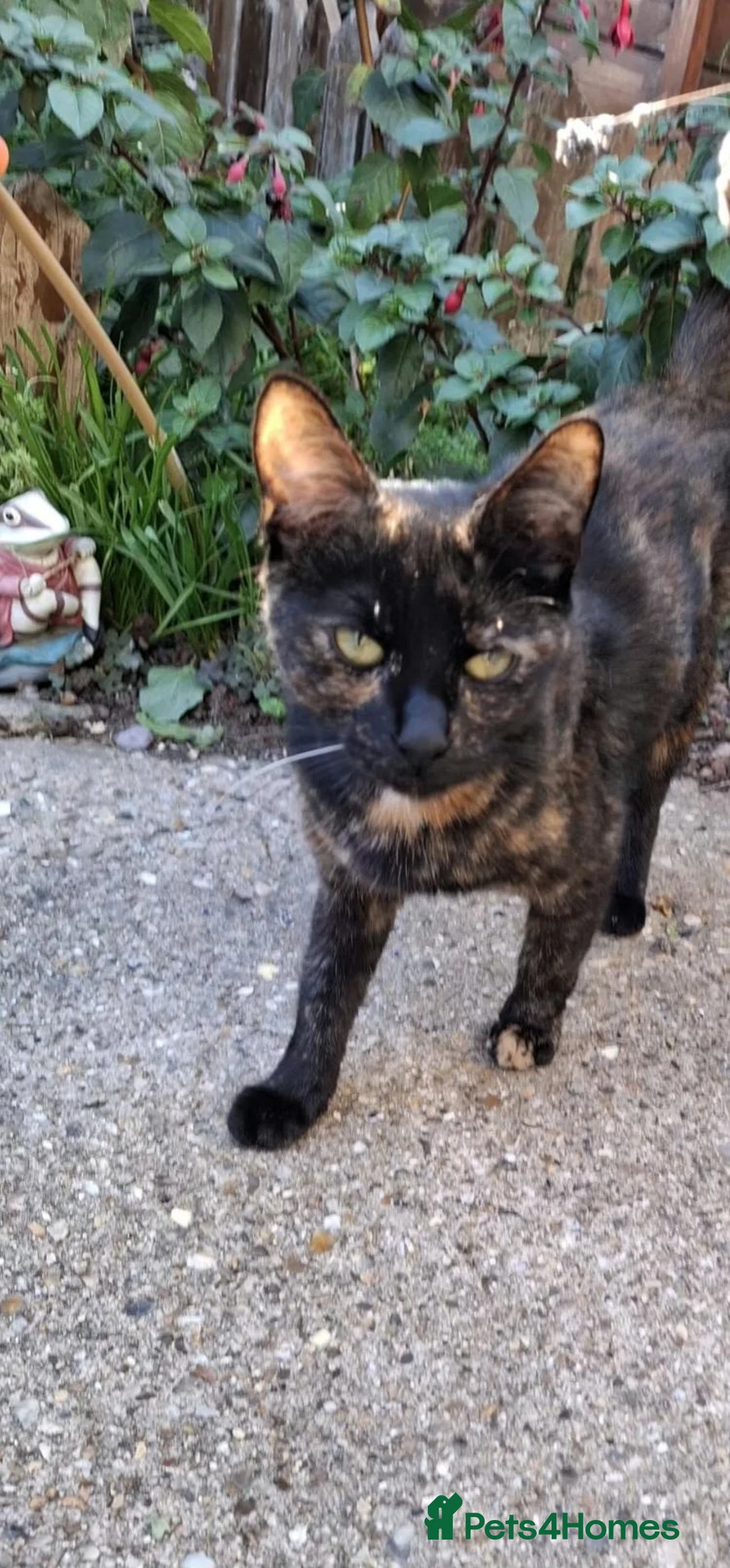 Mixed Breed cats for sale: Midnight kittens looking for new home - Advert 1