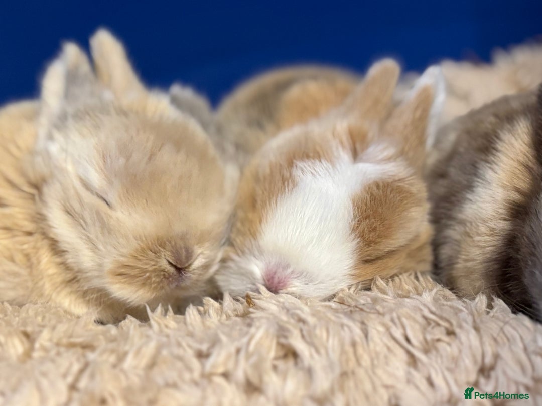 Mini Lop rabbits for sale: Pure mini lop babies - Advert 5