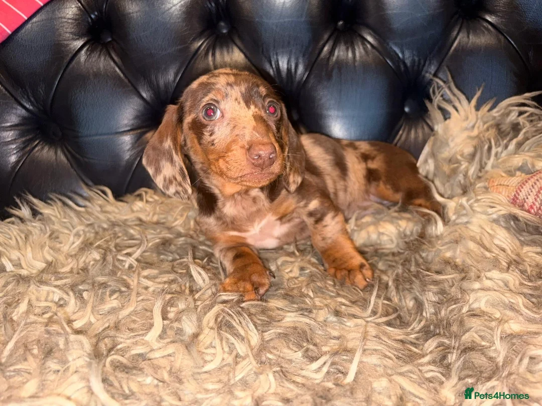 Dachshund dogs for sale: Dachshund puppies  - Advert 10