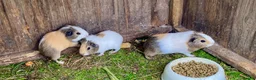 Guinea Pig rodents for sale: Lovely marked short haired Guinea pigs - Advert 2