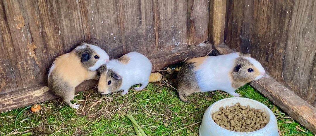 Guinea Pig rodents for sale: Lovely marked short haired Guinea pigs - Advert 2
