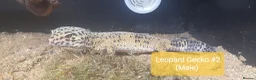 Gecko reptiles for sale:  Different Species of Geckos in Store - Advert 5