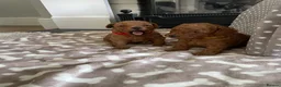 Toy Poodle dogs for sale: Gorgeous KC. Reg. Toy Poodle Puppies - Advert 4