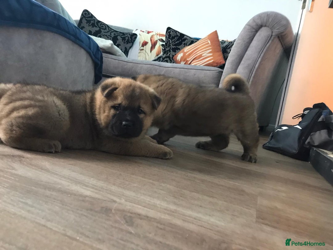 Mixed Breed dogs for sale: Akita x chow chow  - Image 1