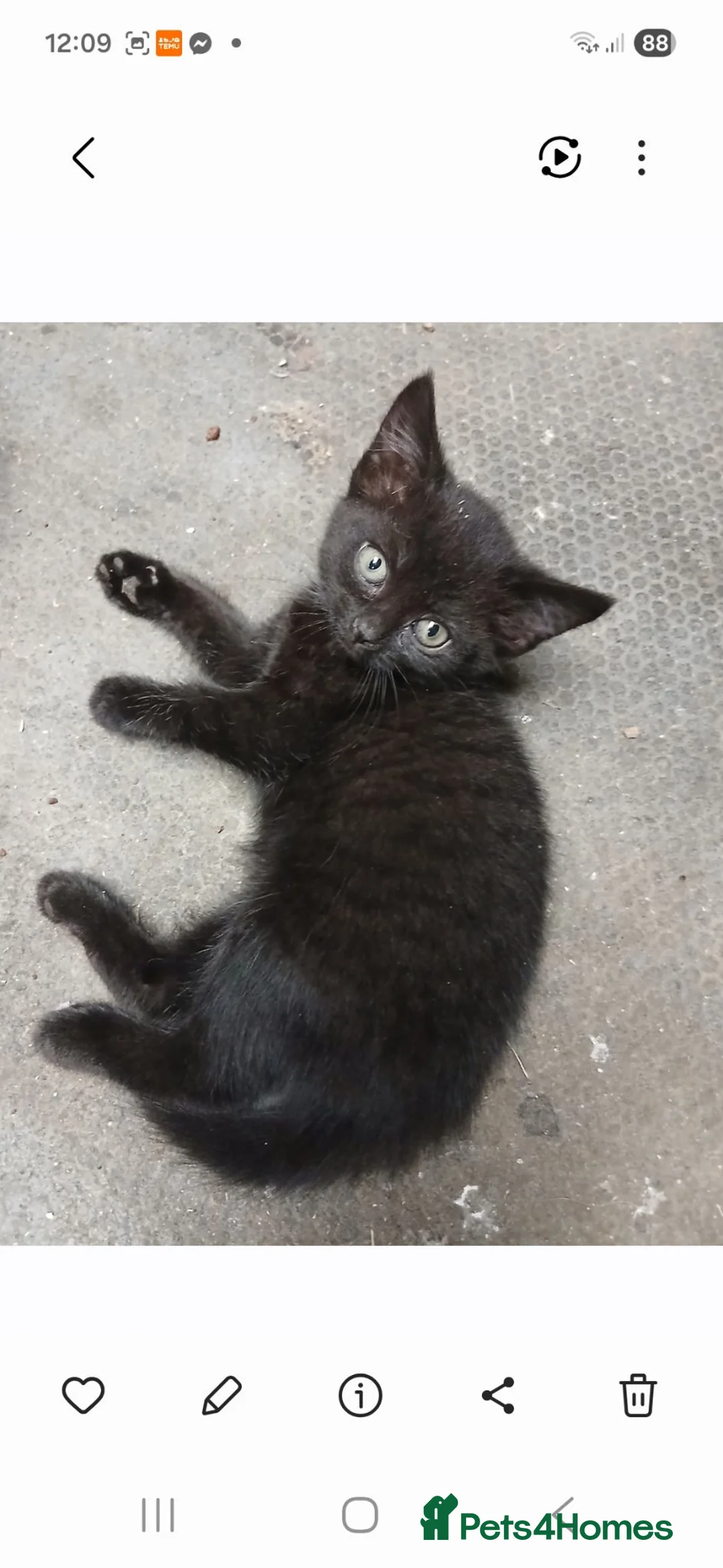 Mixed Breed cats for sale: Rescue kittens  - Advert 2